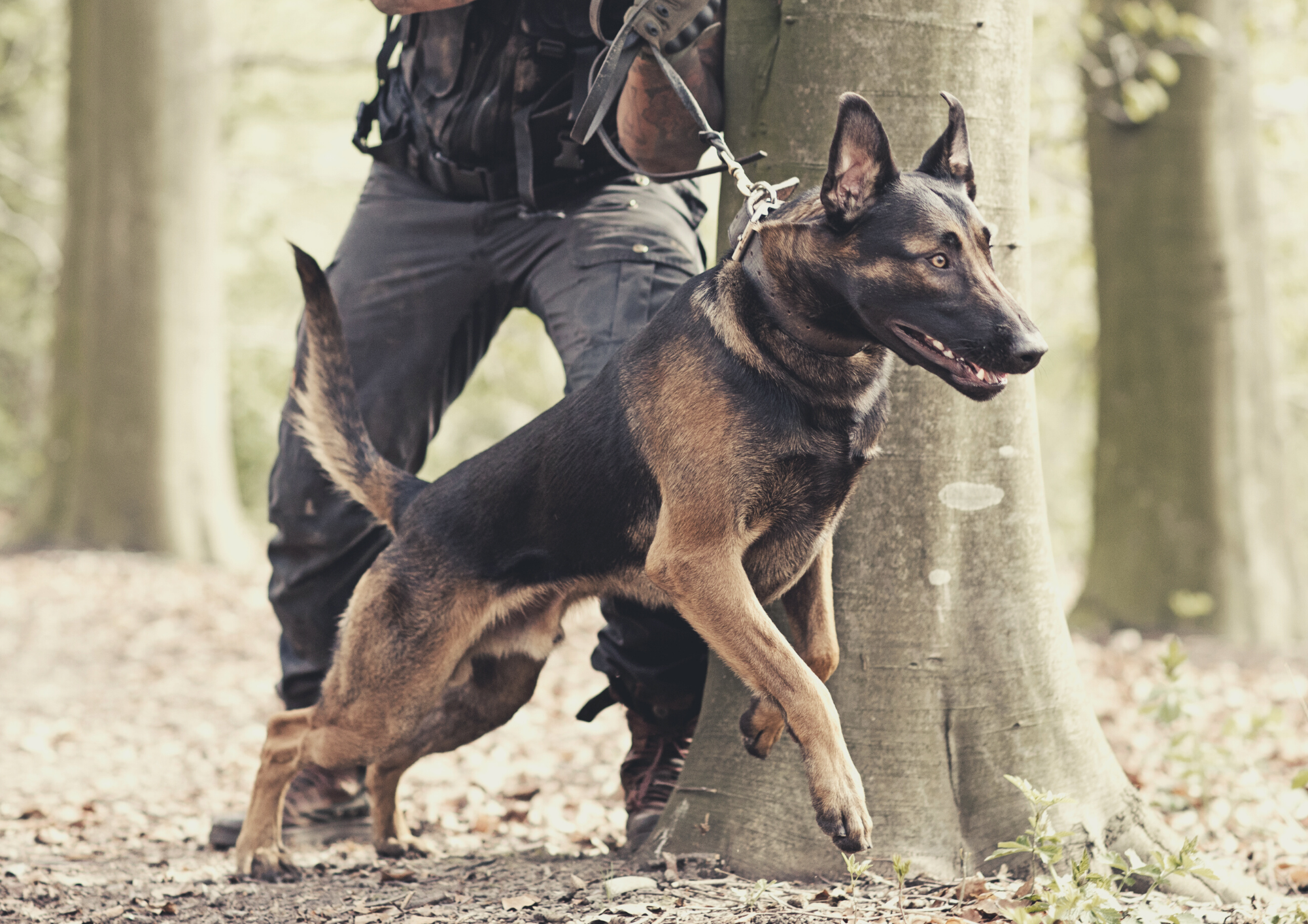 professionnel de la sécurité privée